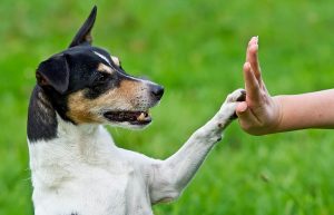 Educateur canin à Valence - JGDOG