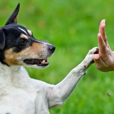 Éducateur canin à Valence (Drôme)