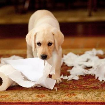 Mon chien détruit tout pendant mon absence. Que faire ?